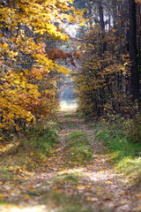 Forest path