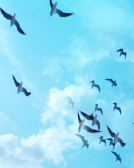 Obraz premium birds