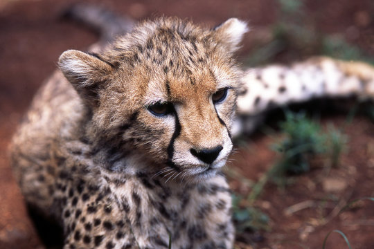 puppy of cheetah
