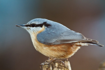 Kleiber (Sitta europaea)