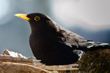 Amsel (Turdus merula)
