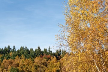 Fototapeta premium Autumn forest