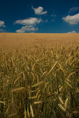 Wheat Field