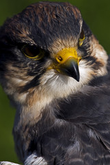 Fototapeta premium Lanner Falcon