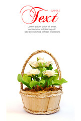 White flower in basket on white background
