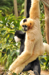 Fototapeta premium Two Northern White-cheeked Gibbon are hanging on a tree