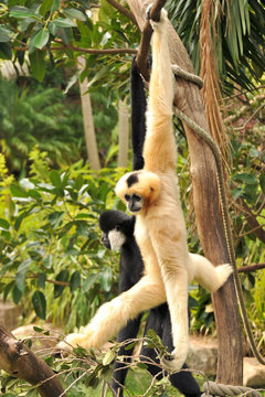 Two Northern White-cheeked Gibbon are hanging on a tree