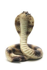 Naklejka premium Rubber Cobra