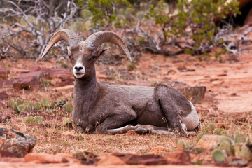 Desert Big Horn Ram Sheep
