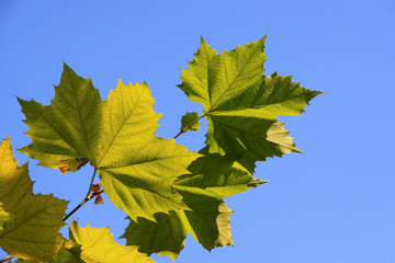 platanus leaves