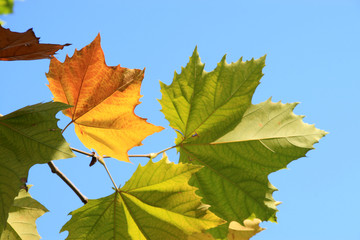 platanus leaves