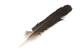 Feather isolated on white