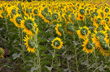 blooming sunflowers