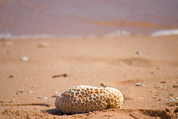 Coral on the beach