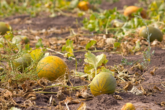 melon field