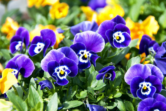 Viole del pensiero