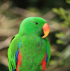 portrait du grand eclectus