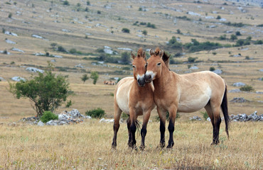 couple de petits chevaux sauvages primitifs de przewalski