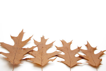 Obraz premium Blätter