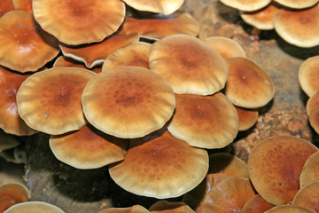 pholiota nameko