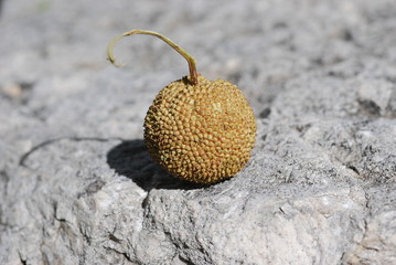 Platanenfrucht (Platanus)