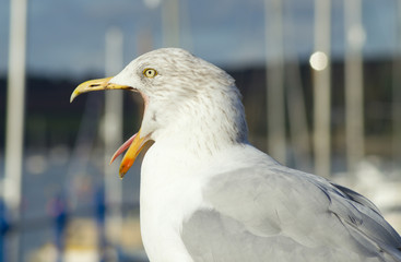 Seagull big mouth wide open and tongue sticking out.