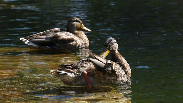 Two ducks cleaning feathers in the water