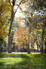 sunbeam trough the tree´s foliage