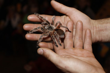 Vogelspinne auf Hand