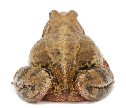 Toad (Back View) Isolated on White Background