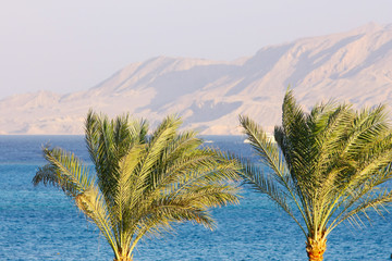Two Palm trees, Red Sea and mount background