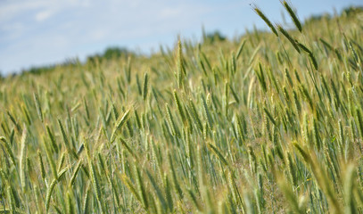 Wheat field
