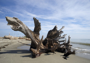 il drago della spiaggia