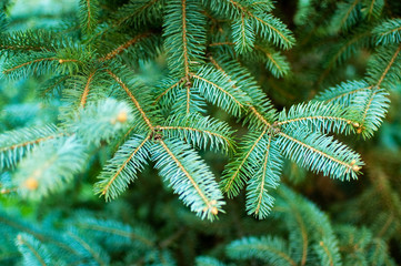 fir branch