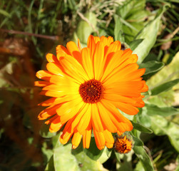 Calendula in nature