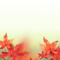Maple leaves in Autumn