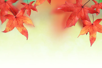 Maple leaves in Autumn