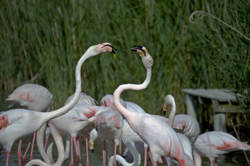Flamand rose