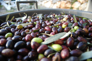 Récolte des olives