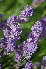 Lavender Stems