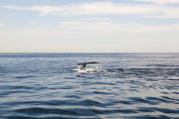 Naklejka premium cape cod: whale swimming in the sea