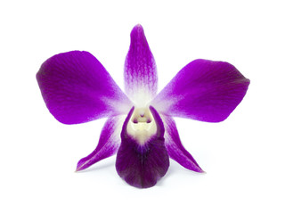 Purple Orchid