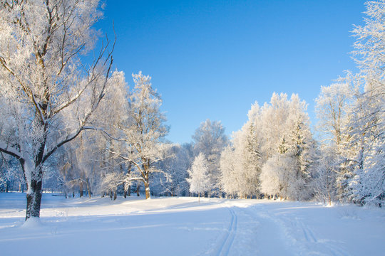 Fototapeta Winter park in snow