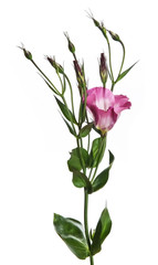 Fototapeta premium eustoma flower isolated