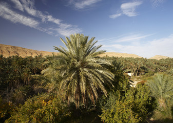 Fototapeta premium Oasi di Chebika in Tunisia