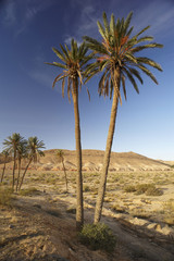 Palme nelle montagne tunisine