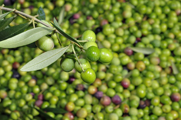olives harvesting