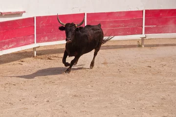 Fotobehang Stierenvechten boeren stierengevecht