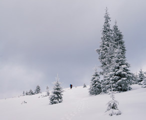 wintry vintage landscape of the Carpathian mountains