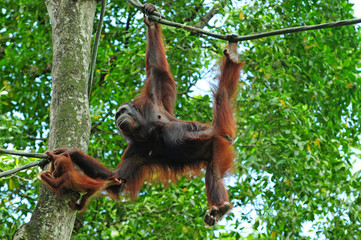 Naklejka premium Gorilla With Baby Hanging On A Vine